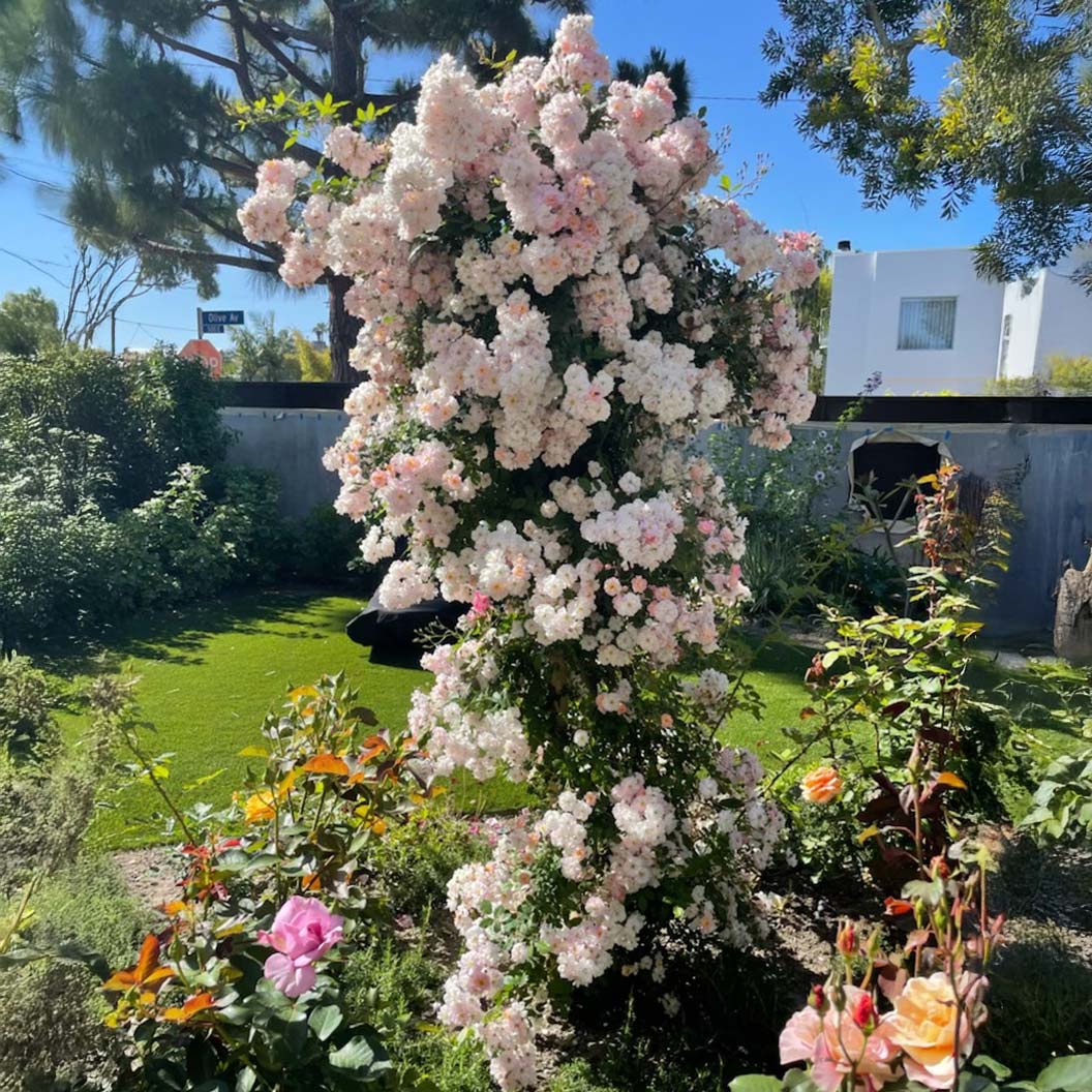 Perfume Breeze™ Climbing Rose 5 Perfume Breeze™ Climbing Rose