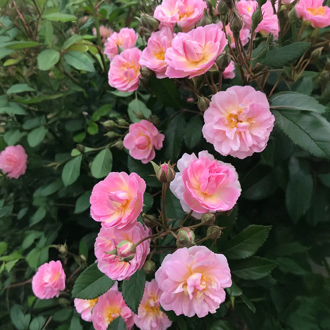 Perfume Breeze™ Climbing Rose 6 Perfume Breeze™ Climbing Rose