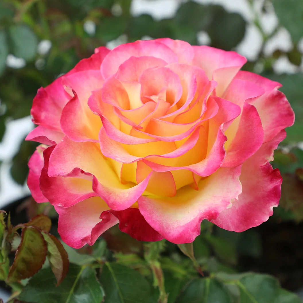 True Bloom Roses® True Sincerity Shrub 1 True Bloom Roses® True Sincerity Shrub