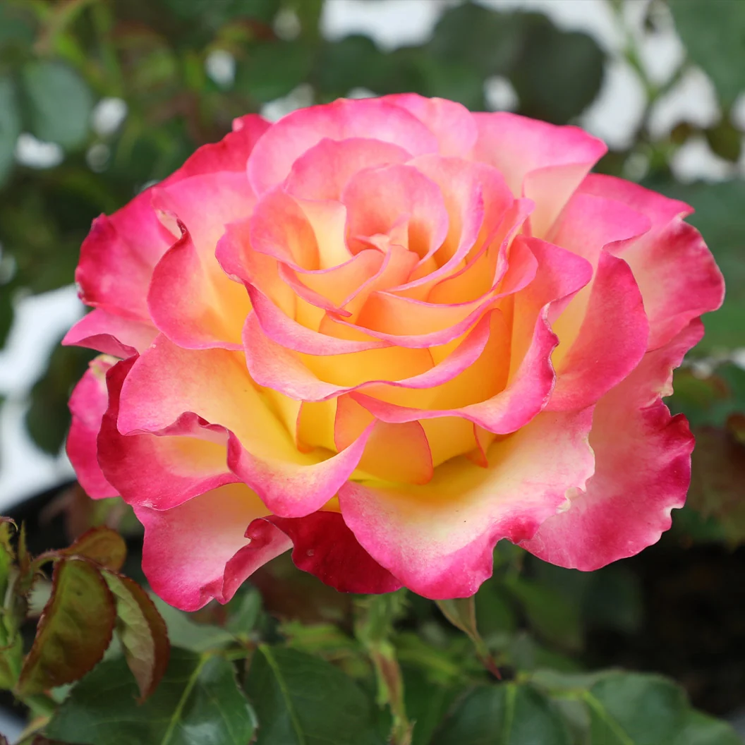 True Bloom Roses® True Sincerity Shrub 2 True Bloom Roses® True Sincerity Shrub