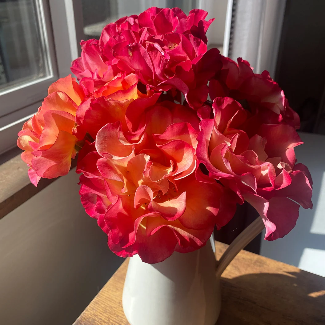 True Bloom Roses® True Sincerity Shrub 3 True Bloom Roses® True Sincerity Shrub