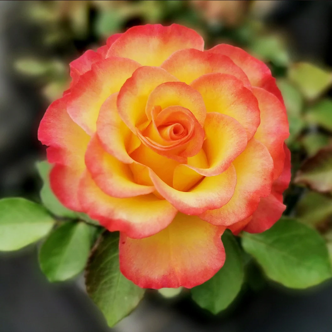True Bloom Roses® True Sincerity Shrub 4 True Bloom Roses® True Sincerity Shrub