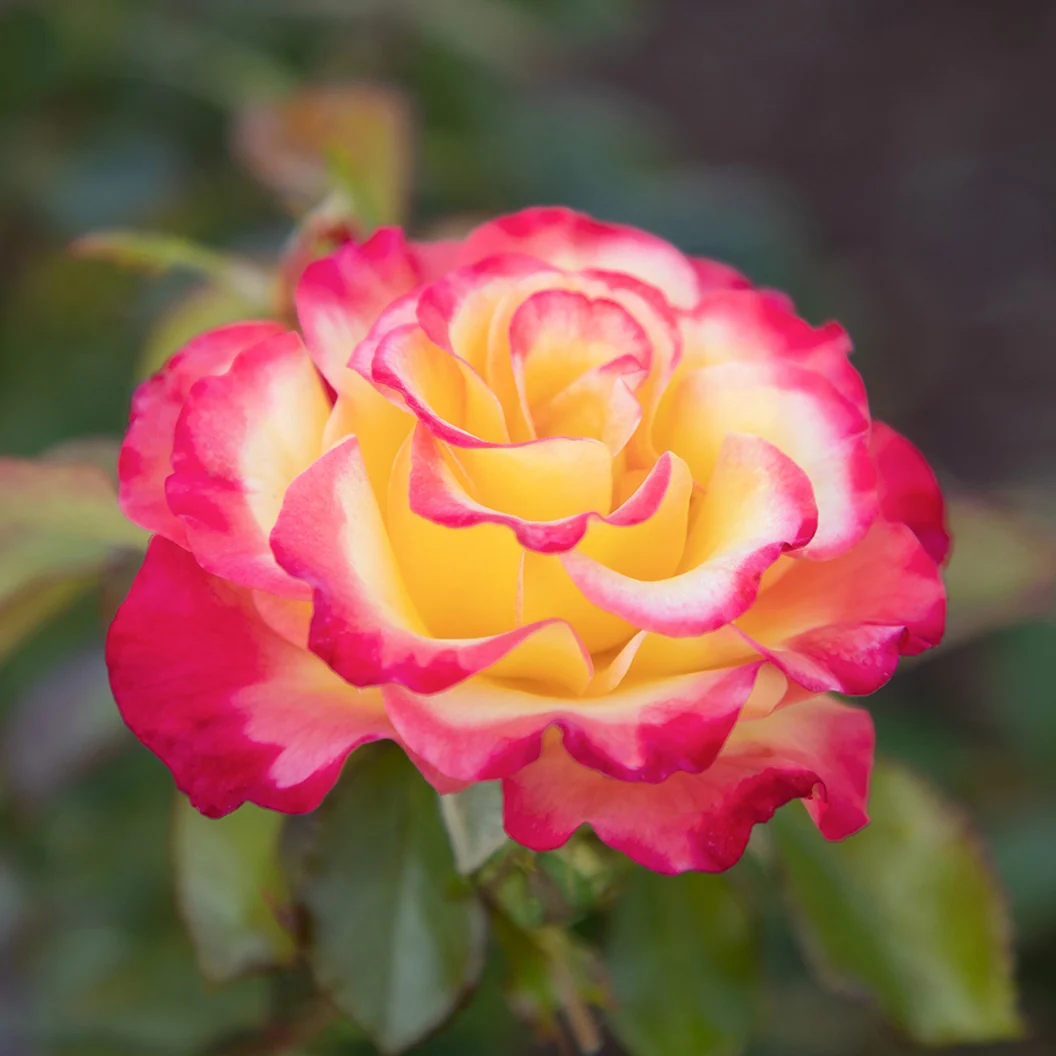 True Bloom Roses® True Sincerity Shrub 5 True Bloom Roses® True Sincerity Shrub