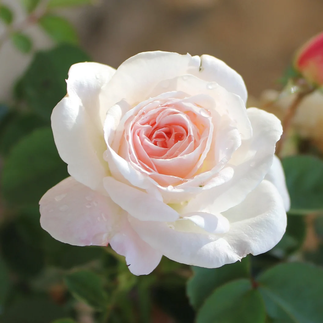 Brindabella Roses™ Touch of Pink™ Rose Shrub 2 Brindabella Roses™ Touch of Pink™ Rose Shrub