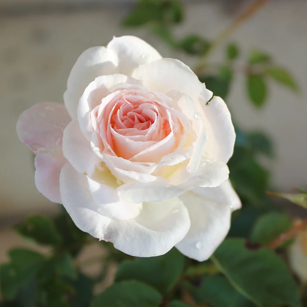 Brindabella Roses™ Touch of Pink™ Rose Shrub 3 Brindabella Roses™ Touch of Pink™ Rose Shrub