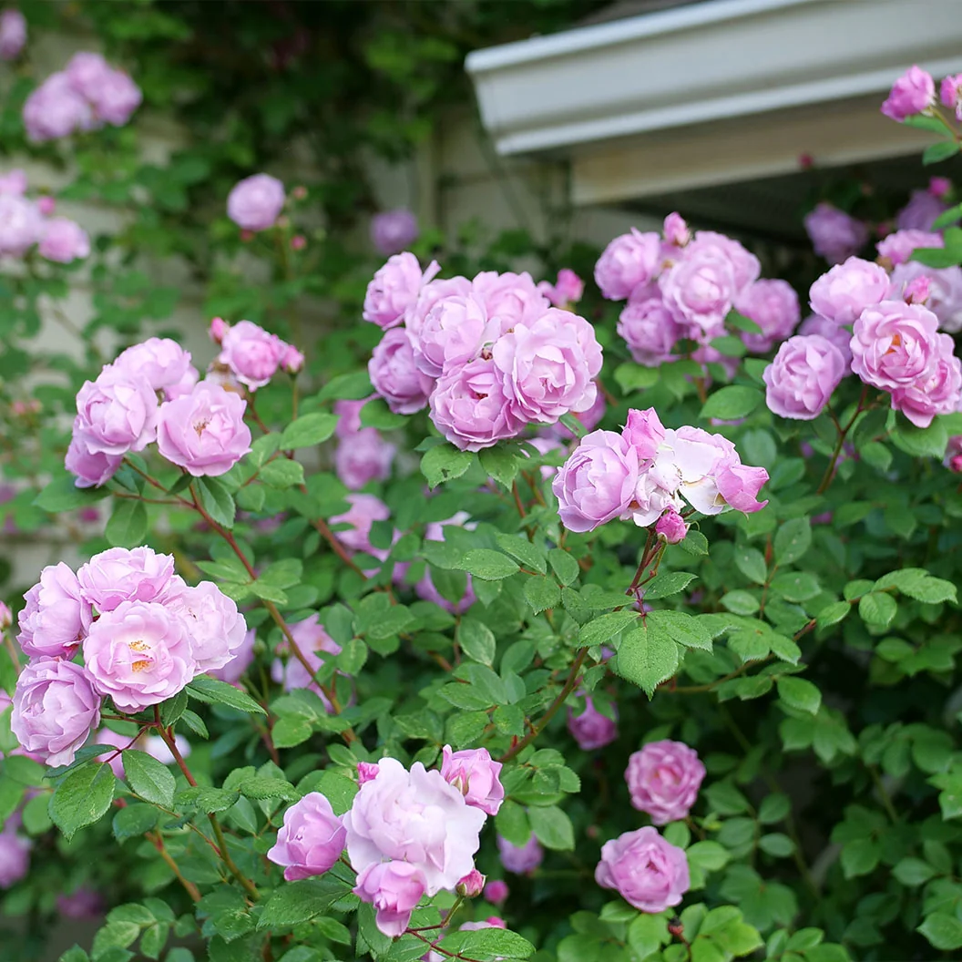 Proven Winners® Rise Up Lilac Days® Climbing Rose Shrub 2 Proven Winners® Rise Up Lilac Days® Climbing Rose Shrub