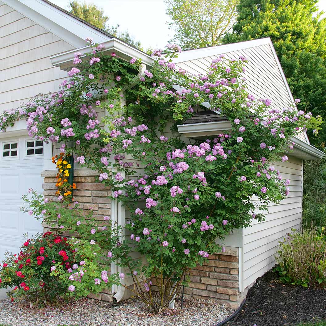 Proven Winners® Rise Up Lilac Days® Climbing Rose Shrub 3 Proven Winners® Rise Up Lilac Days® Climbing Rose Shrub