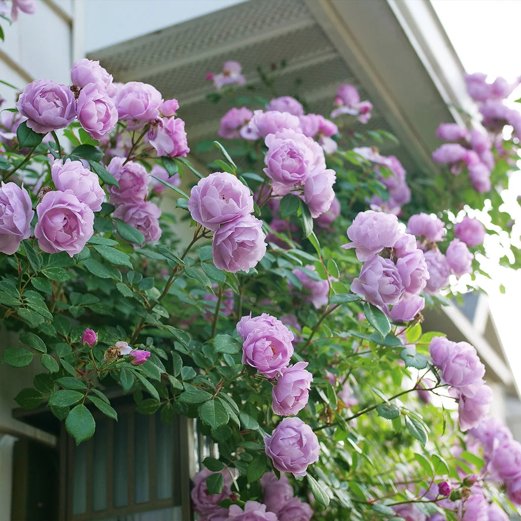 Proven Winners® Rise Up Lilac Days® Climbing Rose Shrub 4 Proven Winners® Rise Up Lilac Days® Climbing Rose Shrub