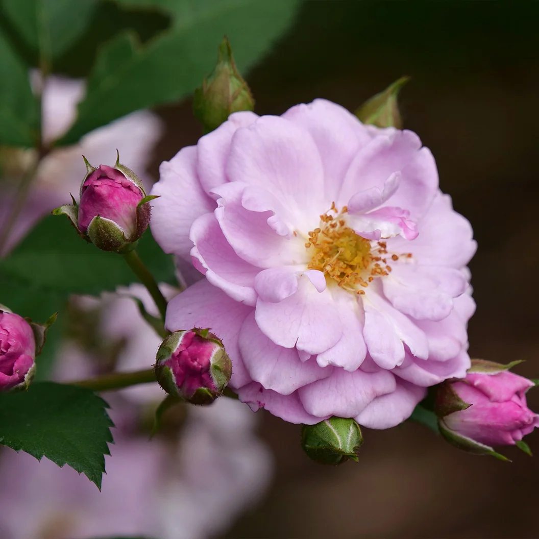 Proven Winners® Rise Up Lilac Days® Climbing Rose Shrub 5 Proven Winners® Rise Up Lilac Days® Climbing Rose Shrub