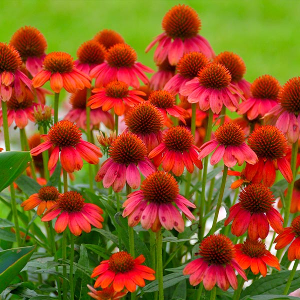 Better Versions® Sombrero® Salsa Red Coneflower Plant 1 Better Versions® Sombrero® Salsa Red Coneflower Plant