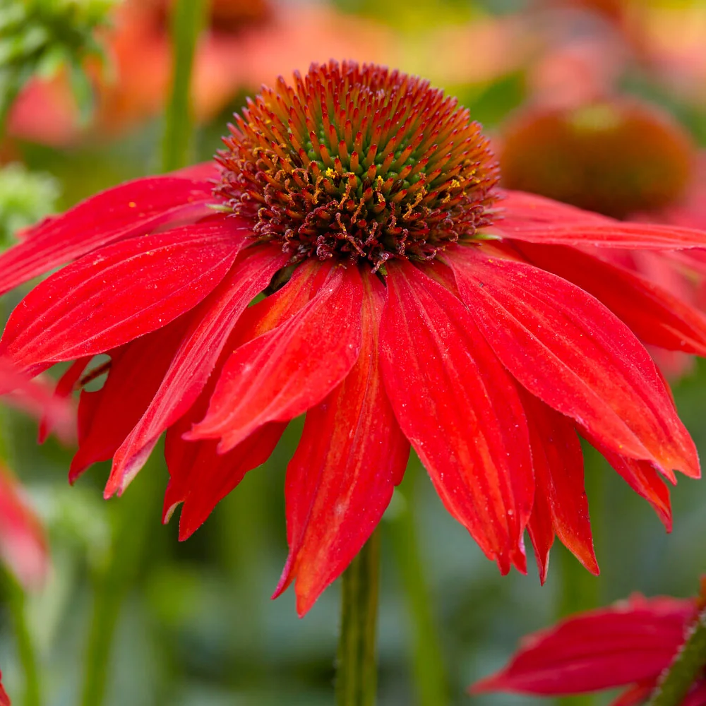 Better Versions® Sombrero® Salsa Red Coneflower Plant 3 Better Versions® Sombrero® Salsa Red Coneflower Plant