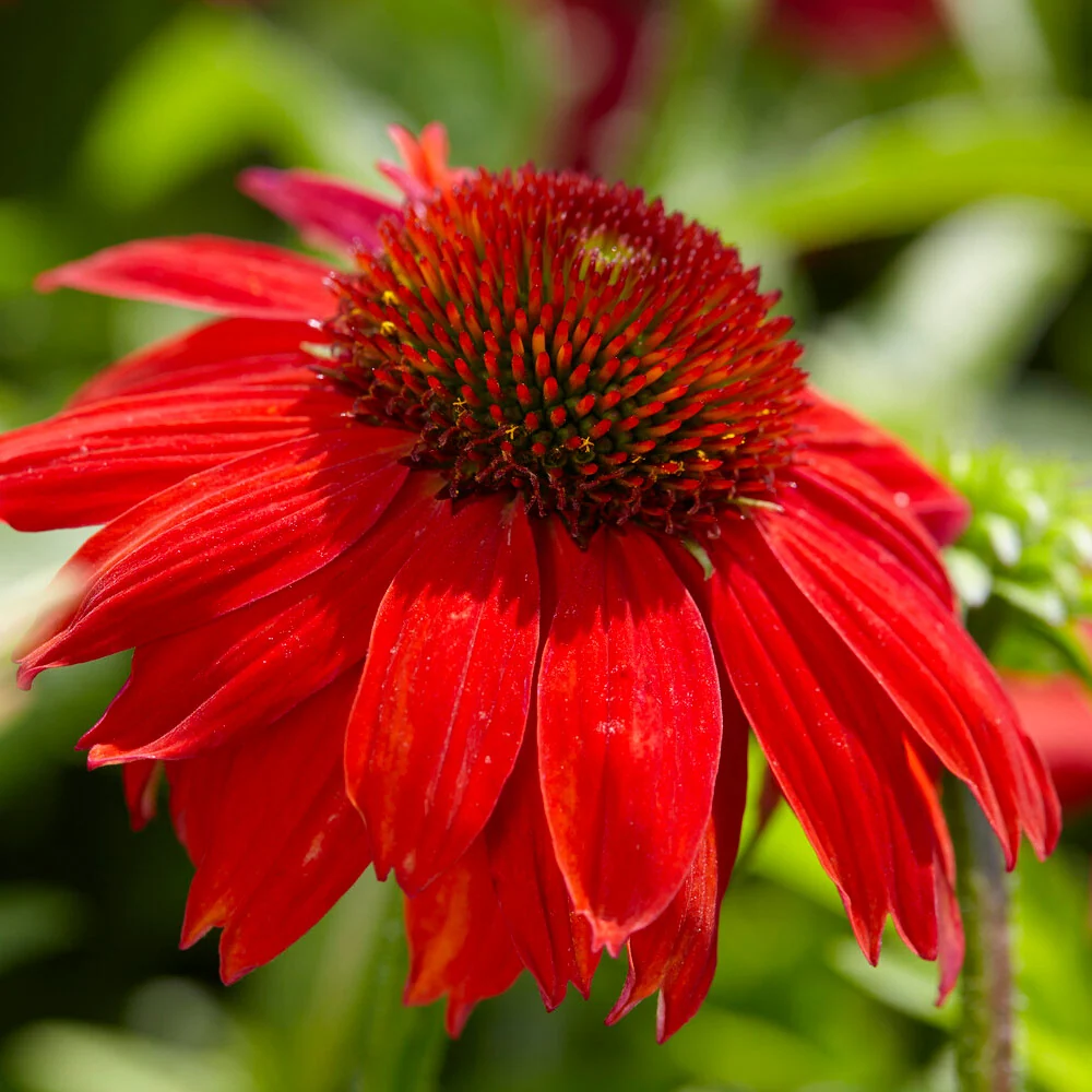 Better Versions® Sombrero® Salsa Red Coneflower Plant 4 Better Versions® Sombrero® Salsa Red Coneflower Plant
