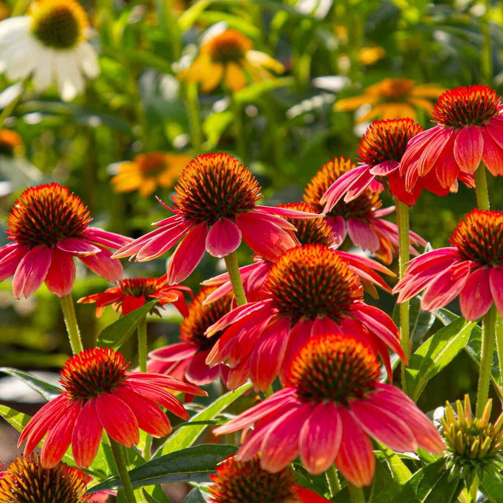 Better Versions® Sombrero® Salsa Red Coneflower Plant 5 Better Versions® Sombrero® Salsa Red Coneflower Plant