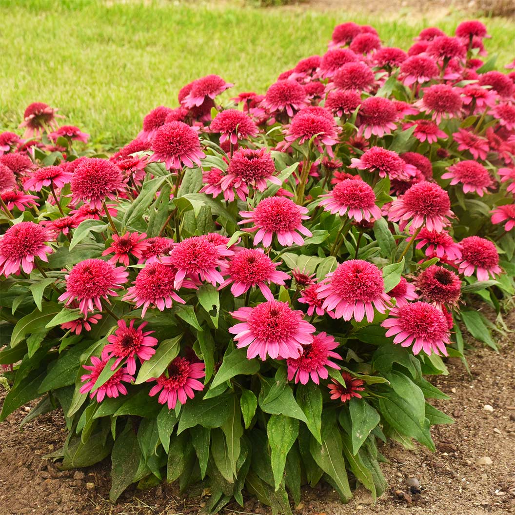 Double Scoop™ Watermelon Deluxe Coneflower Plant 1 Double Scoop™ Watermelon Deluxe Coneflower Plant