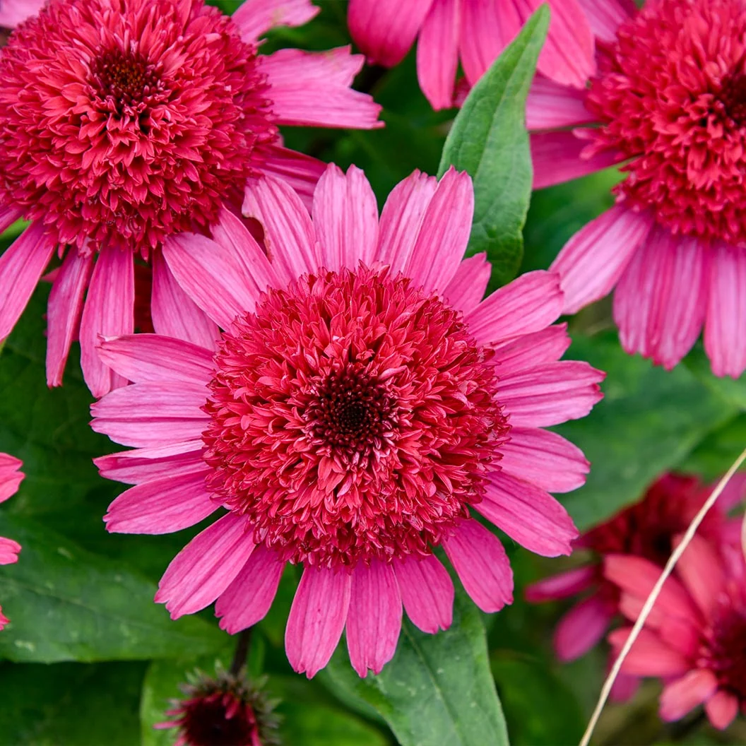 Double Scoop™ Watermelon Deluxe Coneflower Plant 3 Double Scoop™ Watermelon Deluxe Coneflower Plant