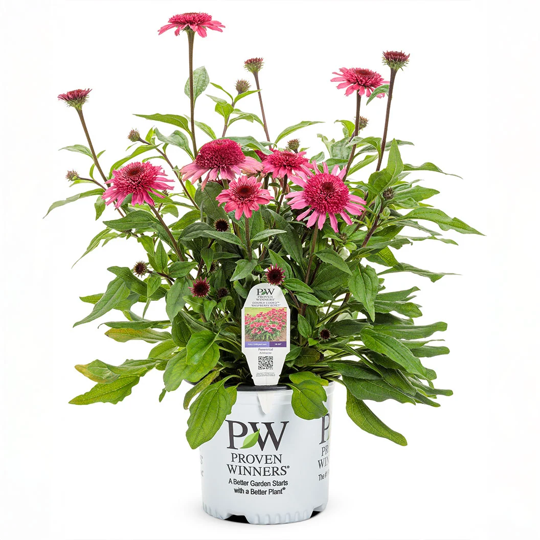Double Scoop™ Watermelon Deluxe Coneflower Plant 4 Double Scoop™ Watermelon Deluxe Coneflower Plant