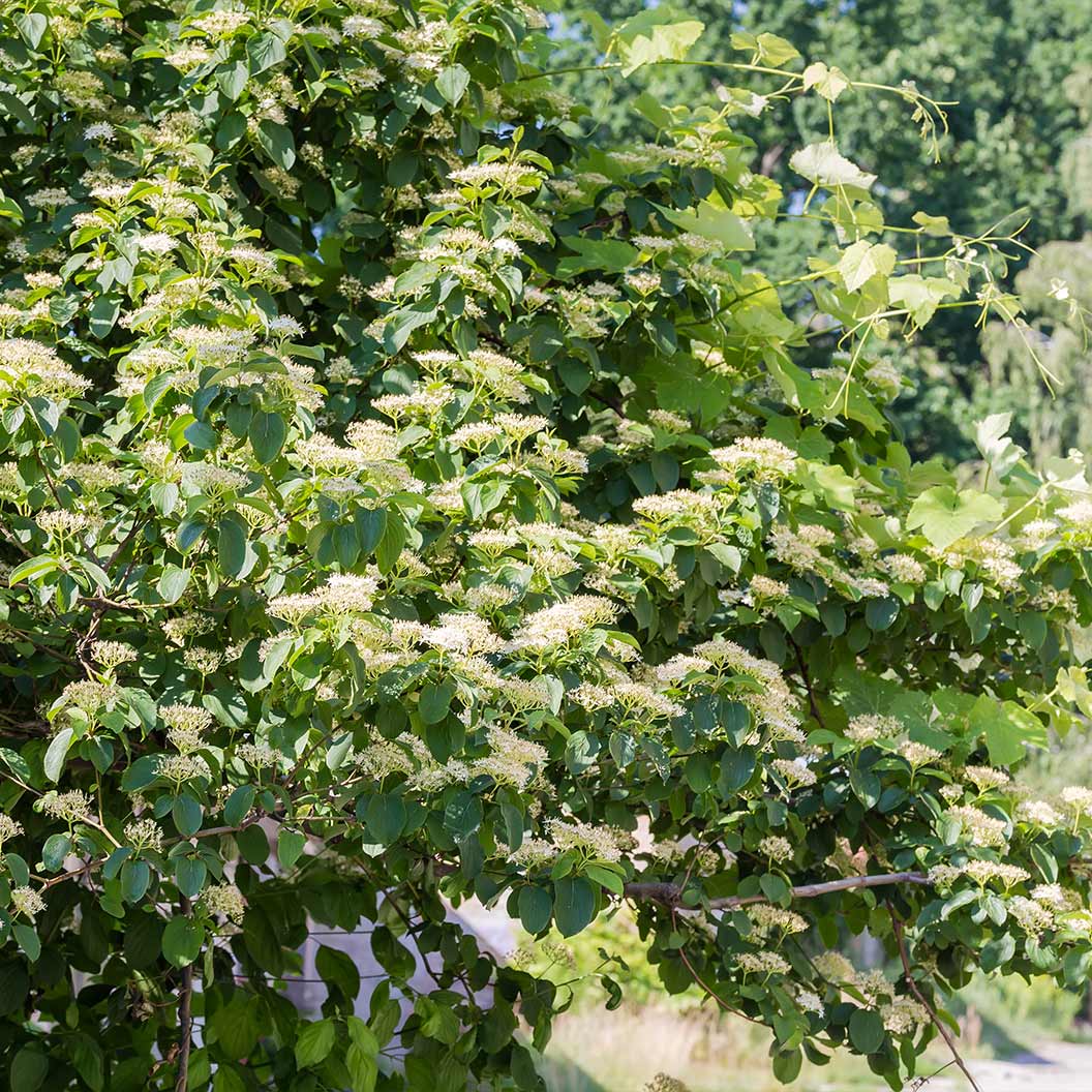 Pagoda Dogwood Tree 3 Pagoda Dogwood Tree