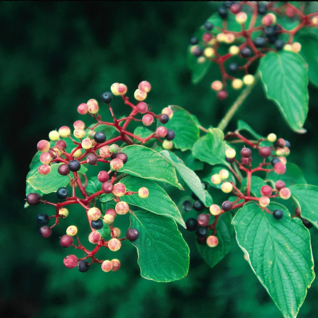 Pagoda Dogwood Tree 4 Pagoda Dogwood Tree