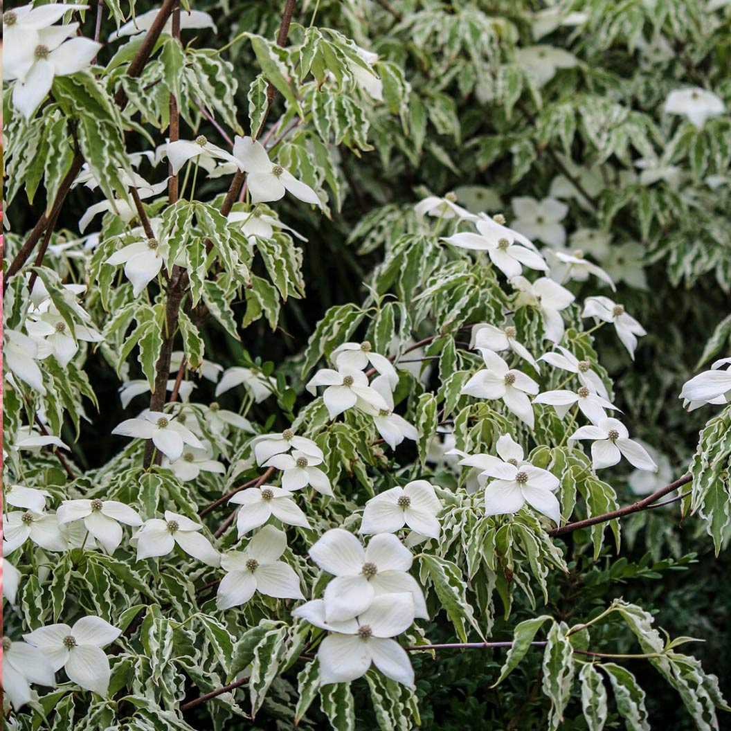 Samaritan® Dogwood Tree 2 Samaritan® Dogwood Tree
