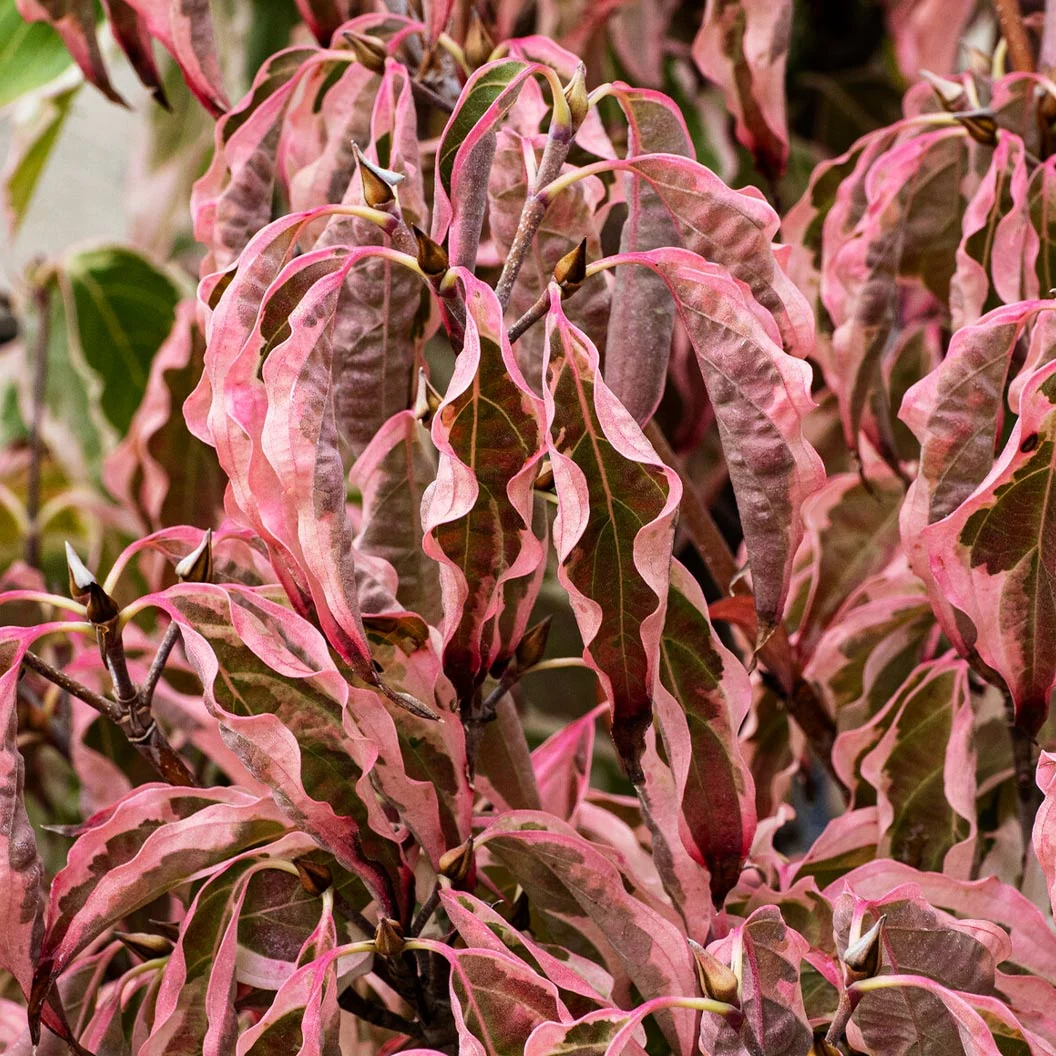 Samaritan® Dogwood Tree 3 Samaritan® Dogwood Tree