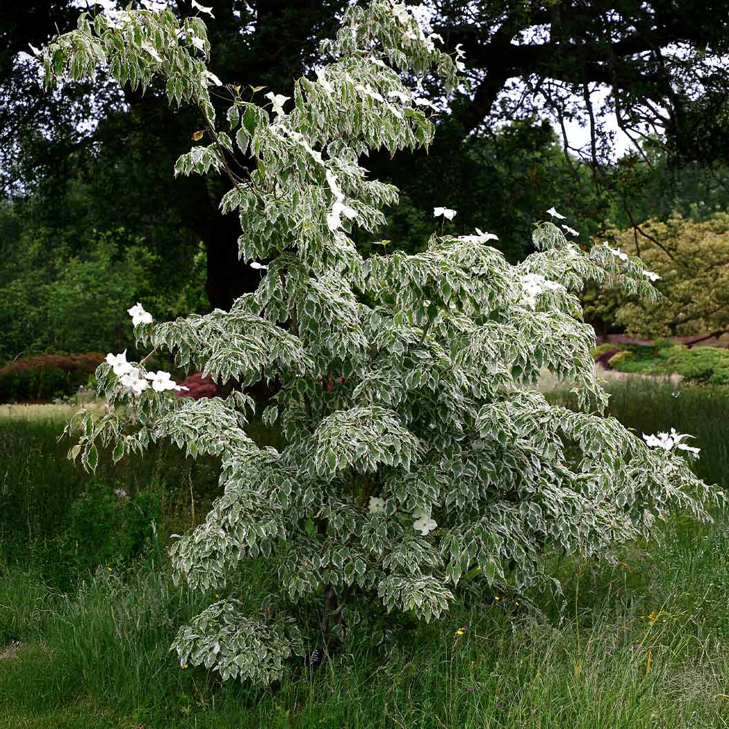Samaritan® Dogwood Tree 4 Samaritan® Dogwood Tree