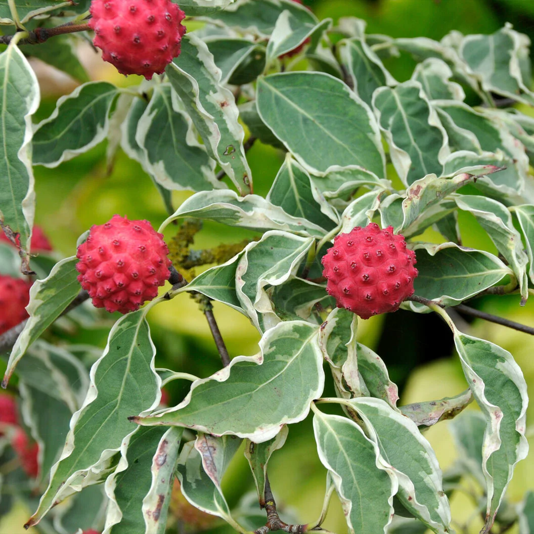 Samaritan® Dogwood Tree 5 Samaritan® Dogwood Tree