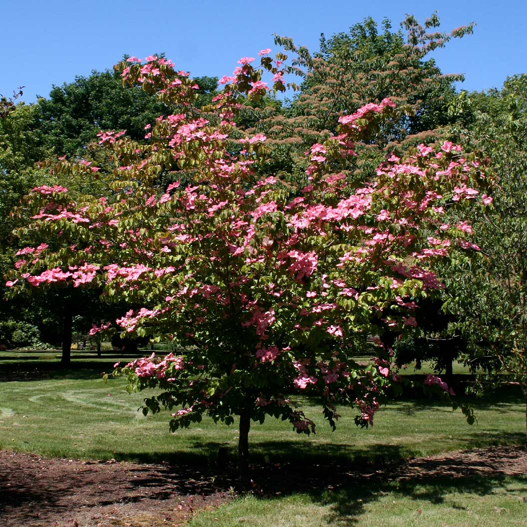 Heart Throb® Dogwood Tree 2 Heart Throb® Dogwood Tree