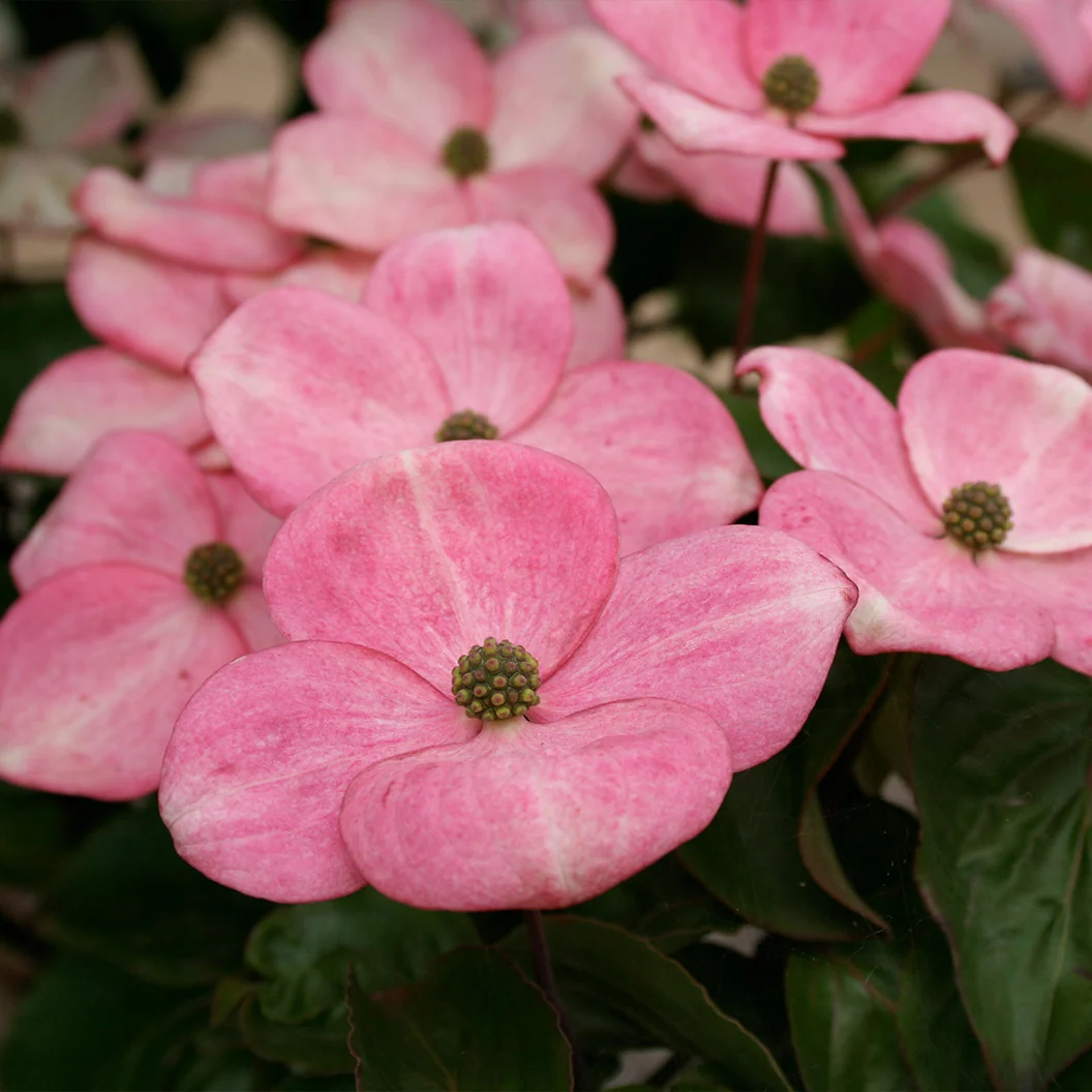 Heart Throb® Dogwood Tree 3 Heart Throb® Dogwood Tree