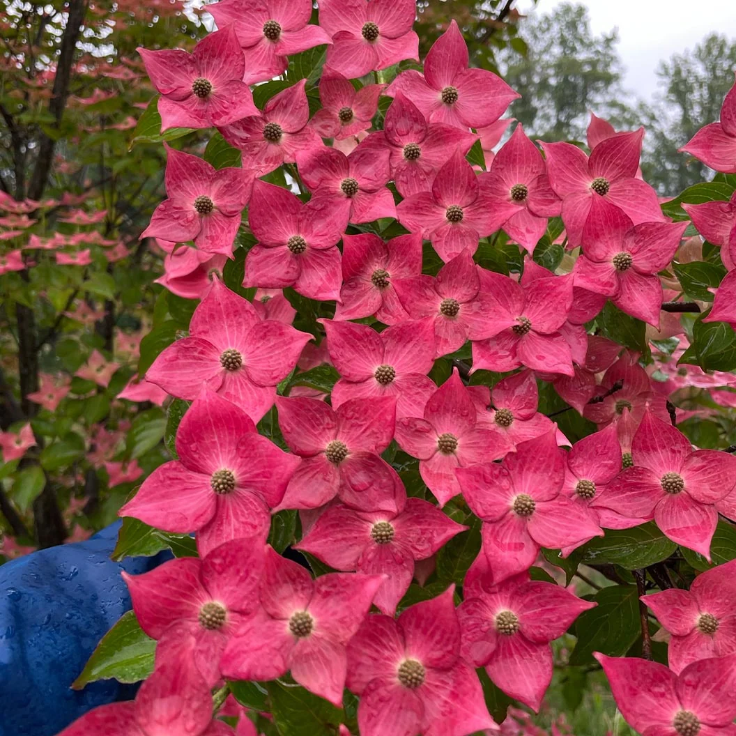 Eternal Scarlet™ Dogwood Tree 1 Eternal Scarlet™ Dogwood Tree