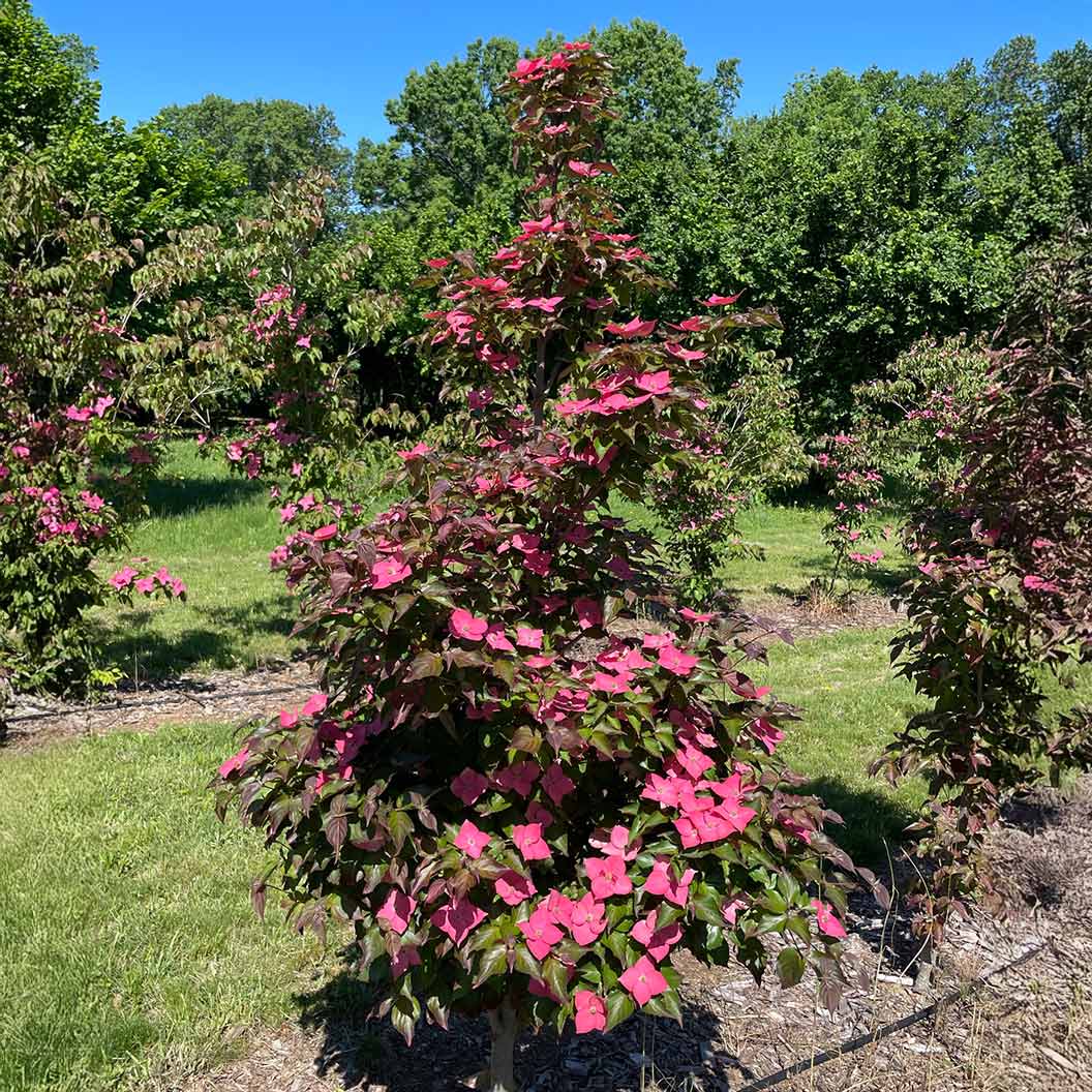 Eternal Scarlet™ Dogwood Tree 3 Eternal Scarlet™ Dogwood Tree