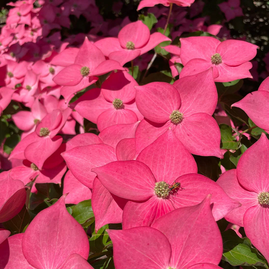 Eternal Scarlet™ Dogwood Tree 4 Eternal Scarlet™ Dogwood Tree