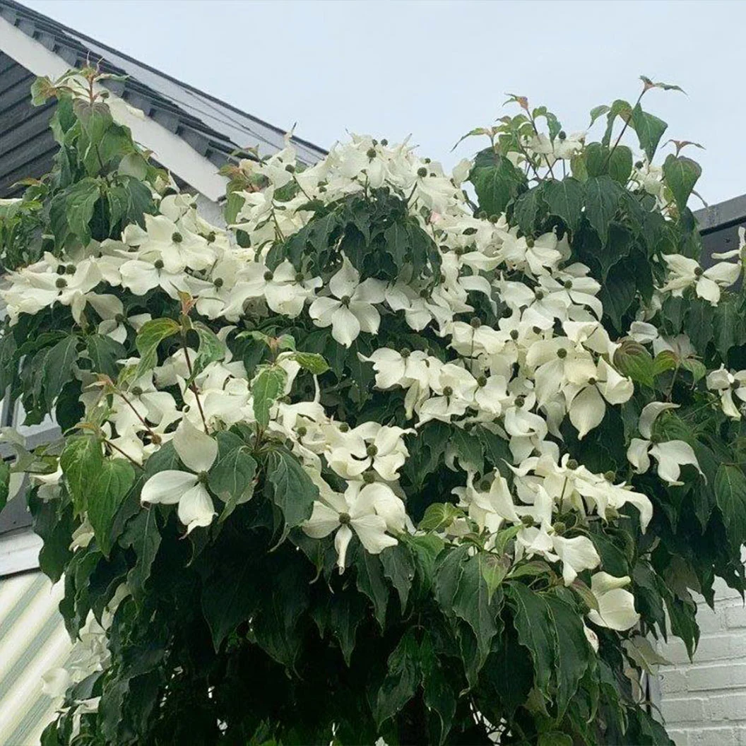 Watermelon Sugar™ Kousa Dogwood Tree 2 Watermelon Sugar™ Kousa Dogwood Tree