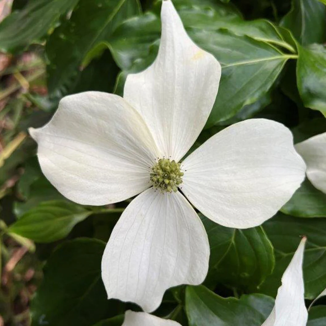 Watermelon Sugar™ Kousa Dogwood Tree 3 Watermelon Sugar™ Kousa Dogwood Tree