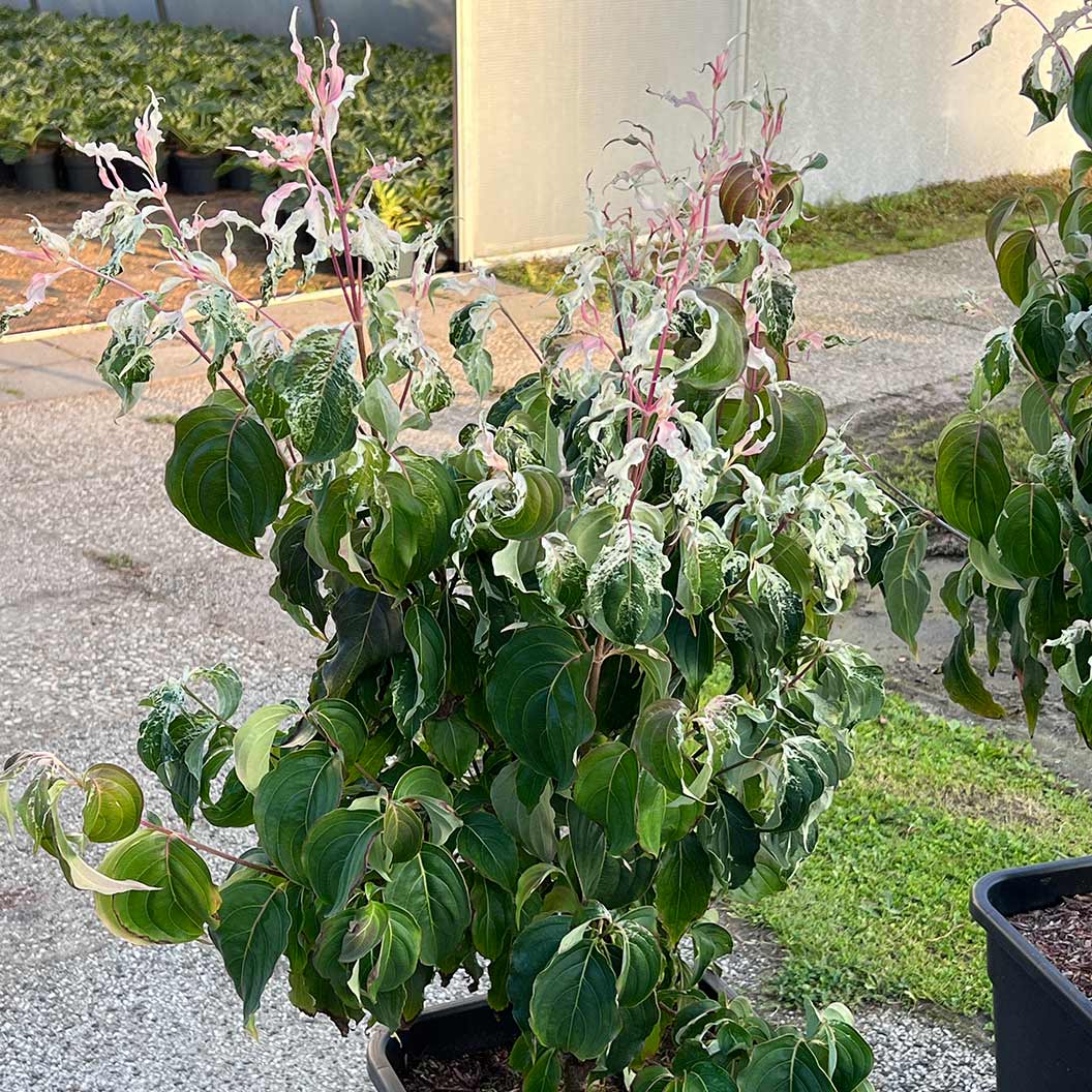 Watermelon Sugar™ Kousa Dogwood Tree 4 Watermelon Sugar™ Kousa Dogwood Tree