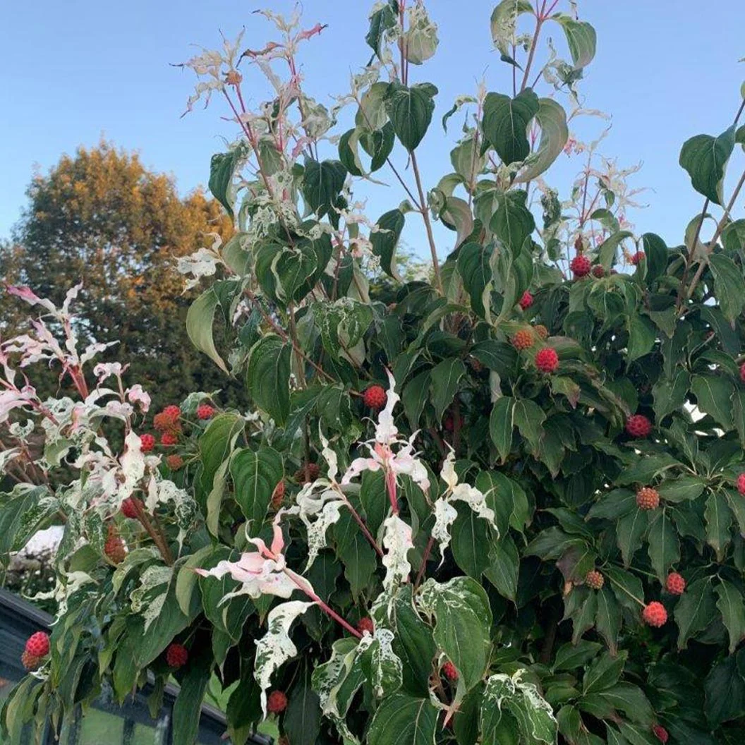 Watermelon Sugar™ Kousa Dogwood Tree 5 Watermelon Sugar™ Kousa Dogwood Tree