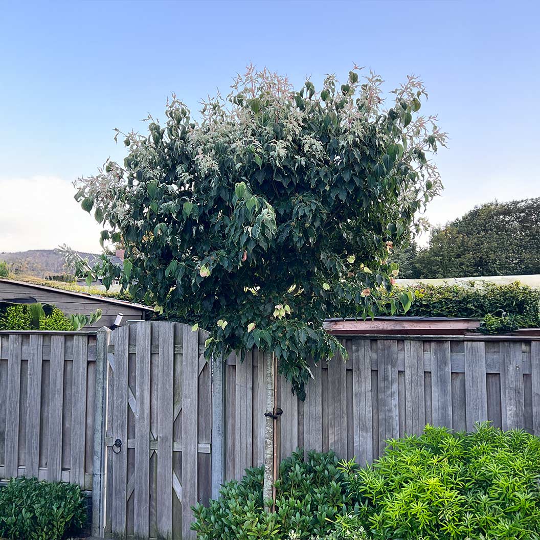Watermelon Sugar™ Kousa Dogwood Tree 6 Watermelon Sugar™ Kousa Dogwood Tree
