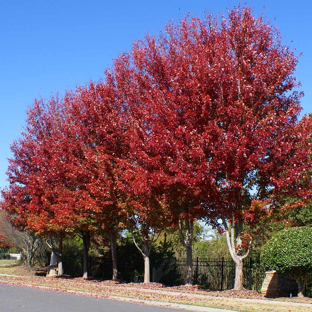 Celebration Maple Tree 2 Celebration Maple Tree