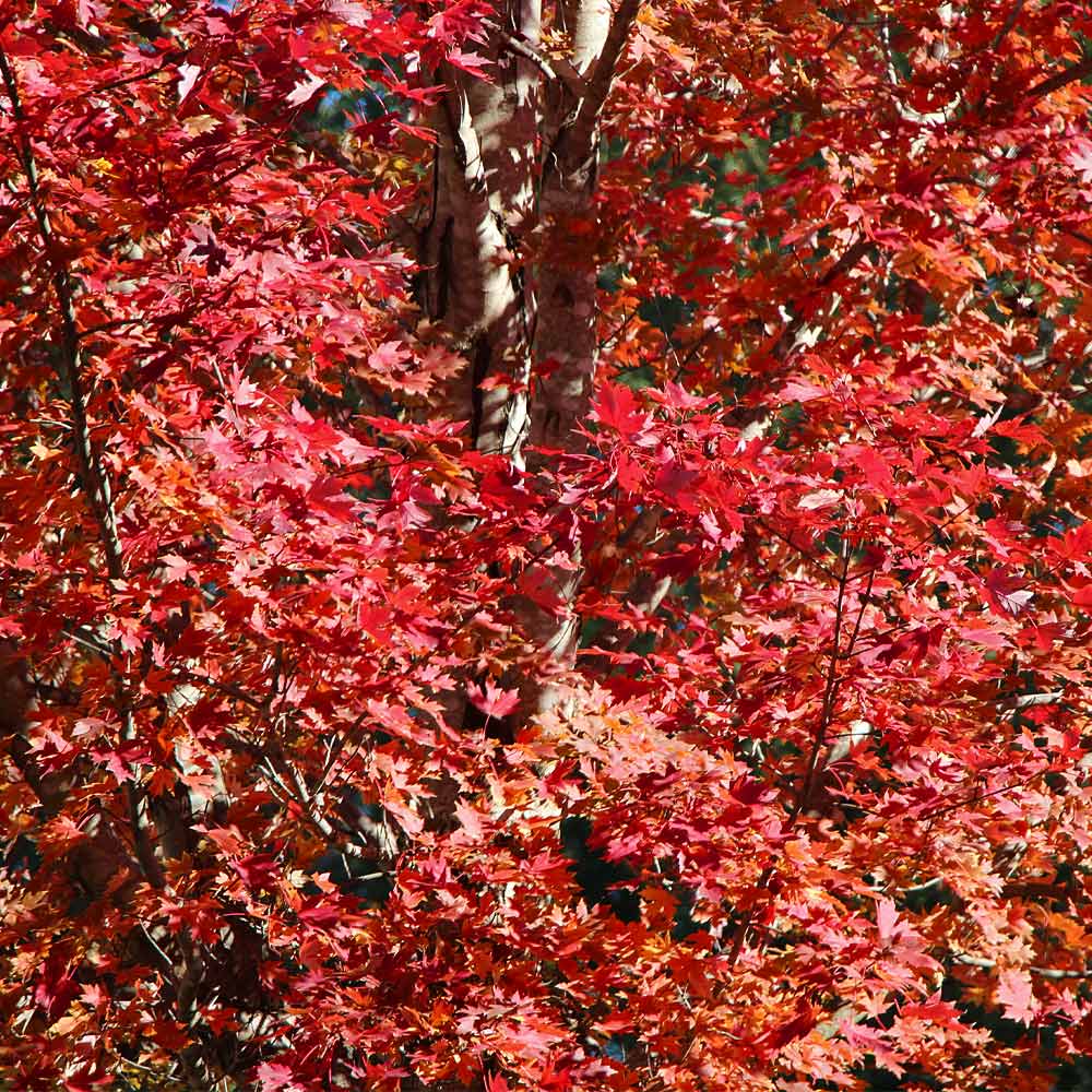 Celebration Maple Tree 3 Celebration Maple Tree