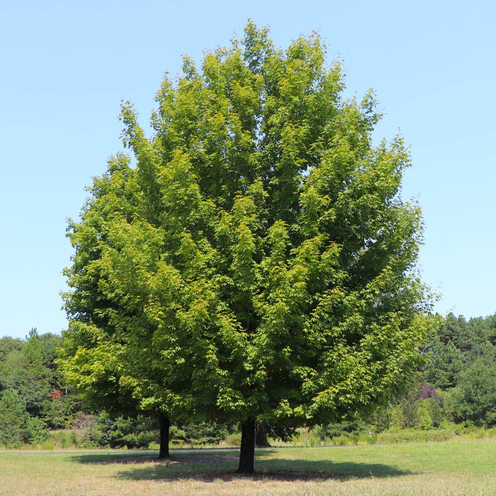 Celebration Maple Tree 4 Celebration Maple Tree