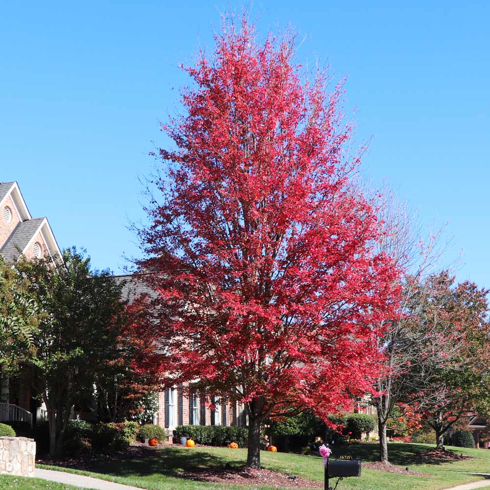 Celebration Maple Tree 5 Celebration Maple Tree