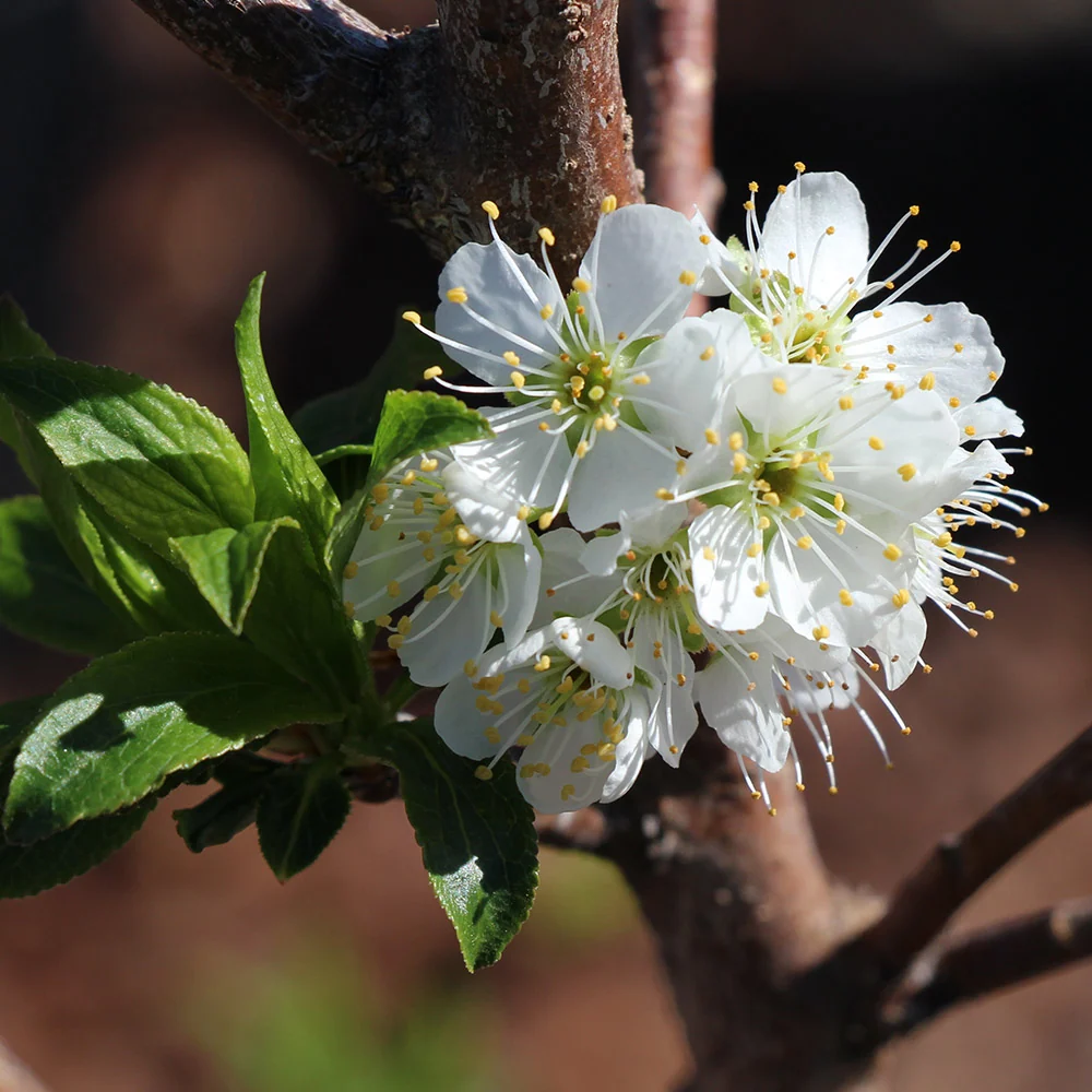 Bubblegum 'Toka' Plum Tree 4 Bubblegum 'Toka' Plum Tree