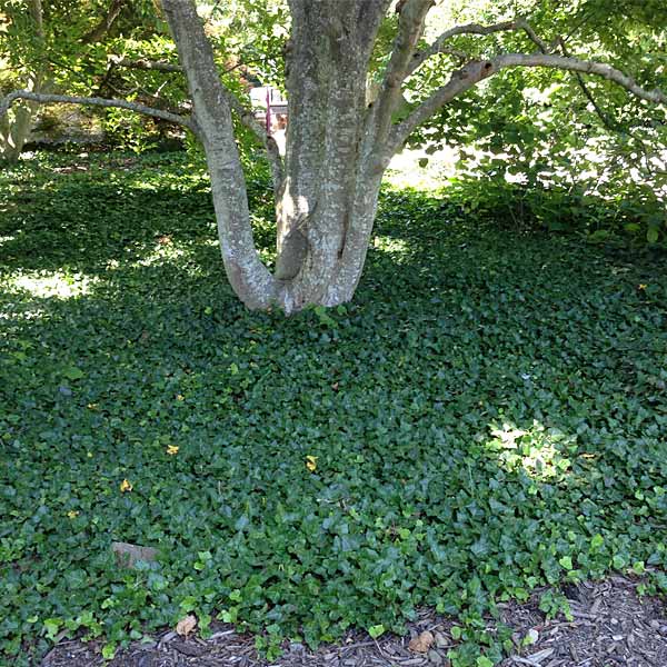 English Ivy Vine 1 English Ivy Vine
