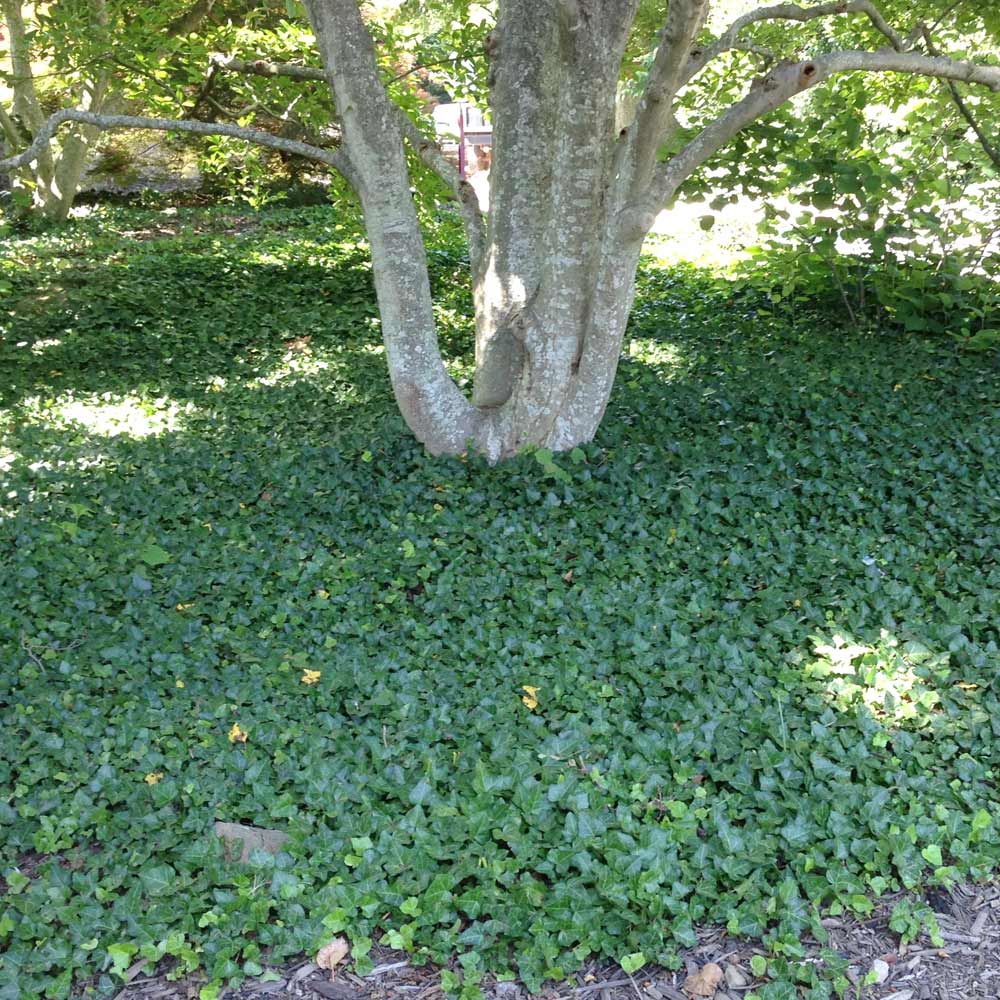 English Ivy Vine 2 English Ivy Vine