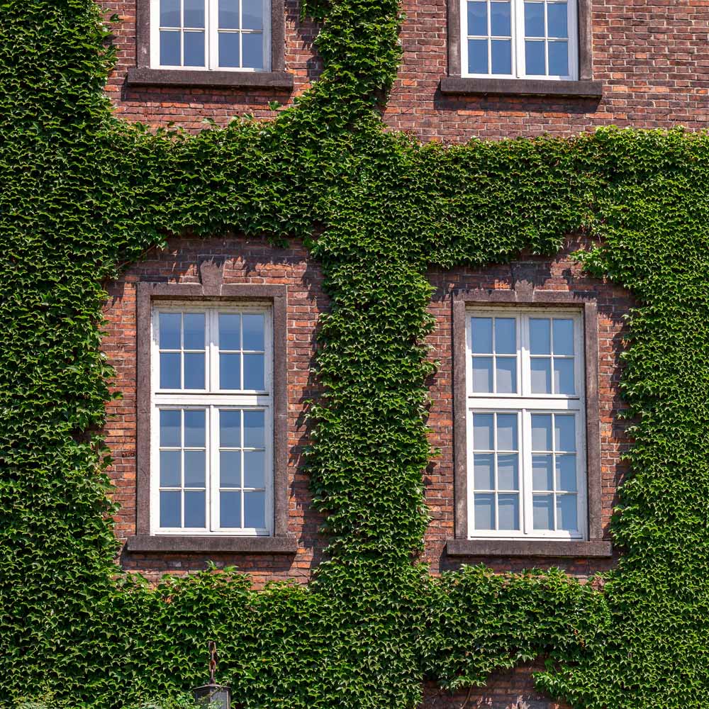 English Ivy Vine 3 English Ivy Vine
