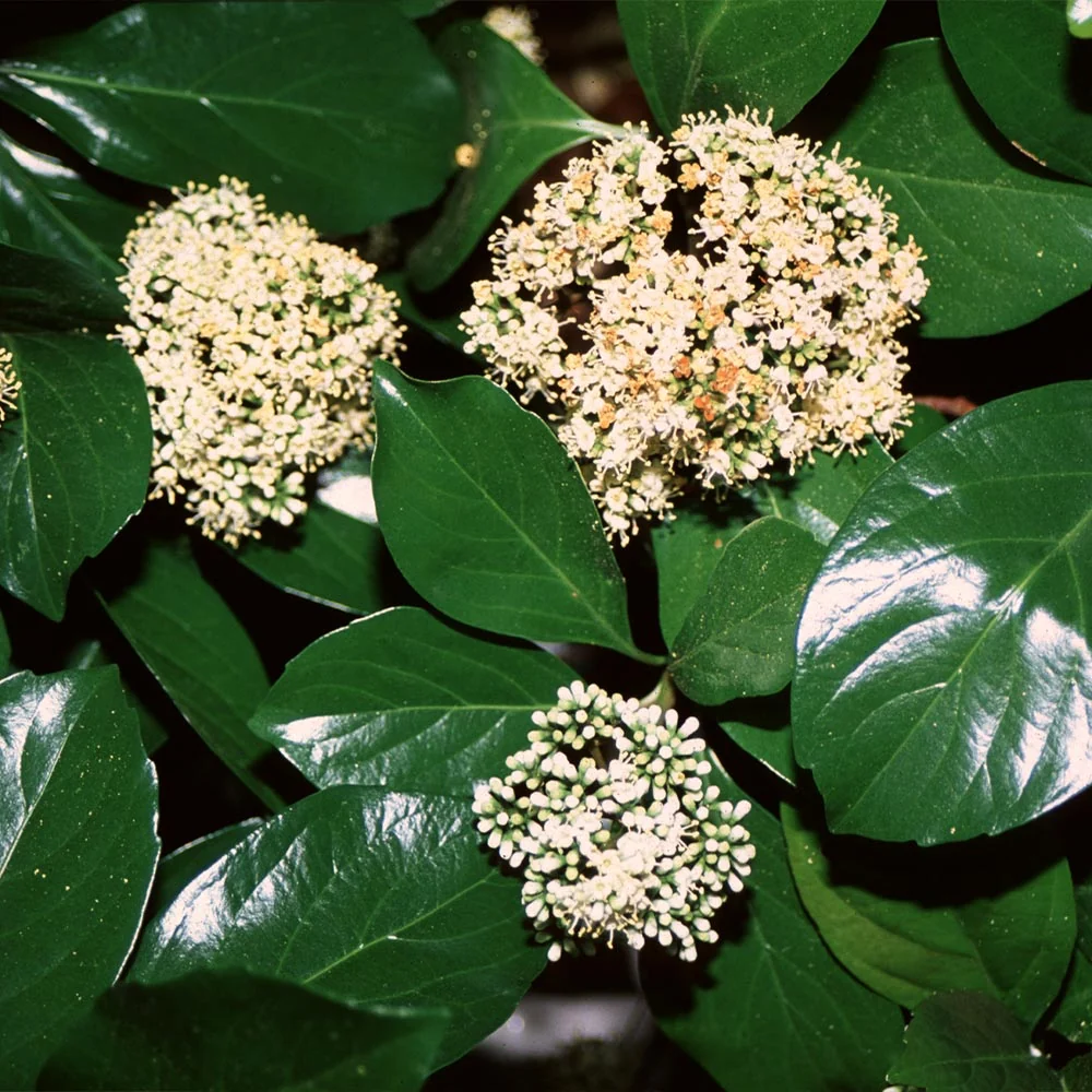 Chindo Viburnum Shrub 2 Chindo Viburnum Shrub