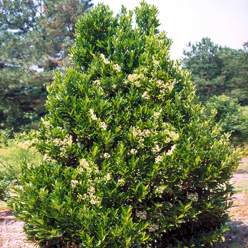 Chindo Viburnum Shrub 5 Chindo Viburnum Shrub