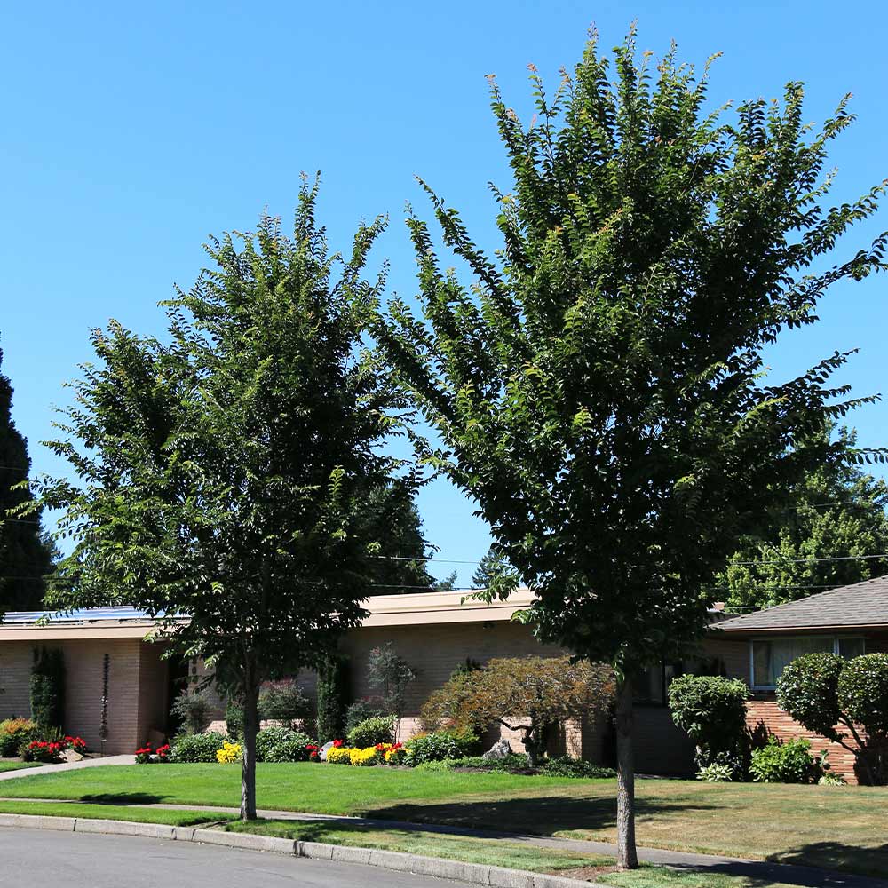 Emerald Sunshine® Elm Tree 2 Emerald Sunshine® Elm Tree
