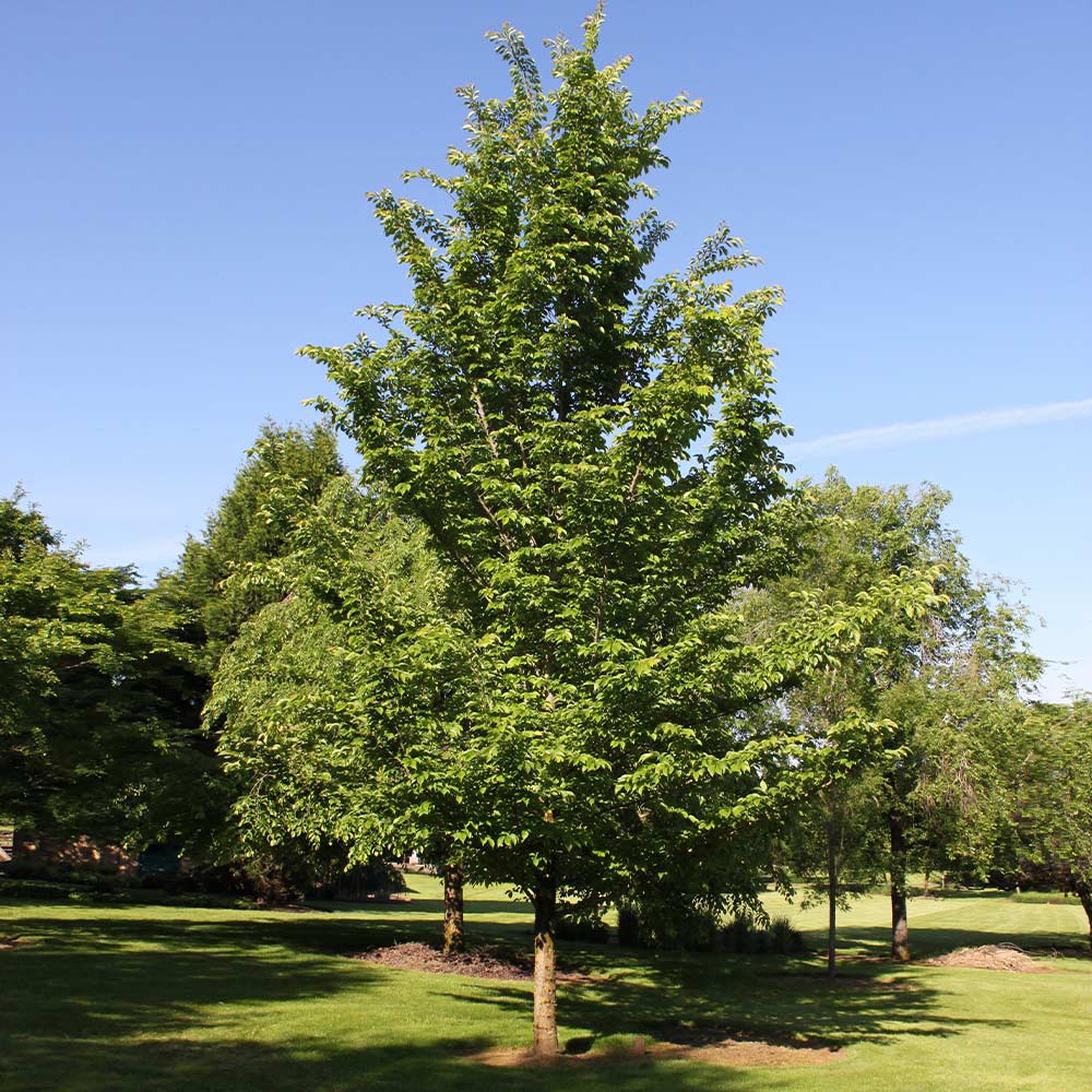 Emerald Sunshine® Elm Tree 3 Emerald Sunshine® Elm Tree