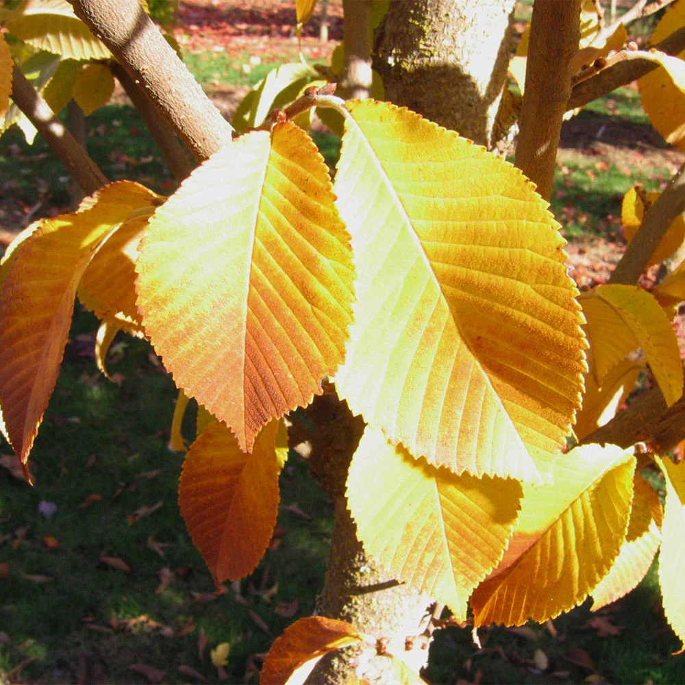 Emerald Sunshine® Elm Tree 5 Emerald Sunshine® Elm Tree