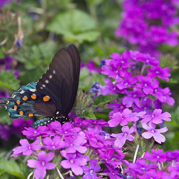 Verbena Purple Homestead Plant 1 Verbena Purple Homestead Plant